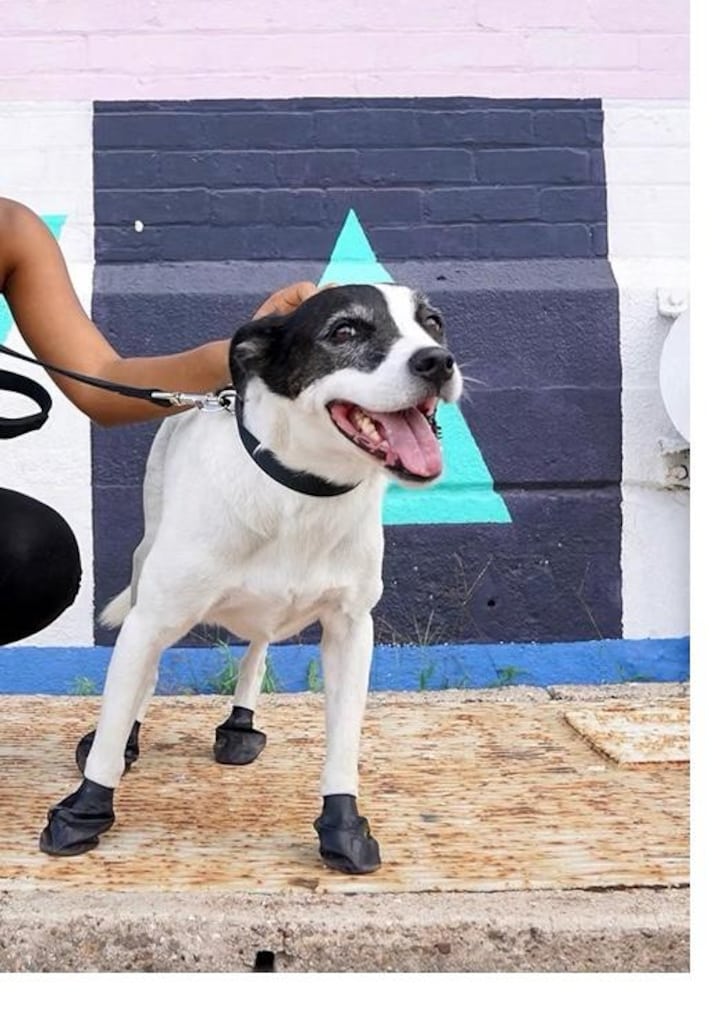 Kedi/Köpek Galoş - 4