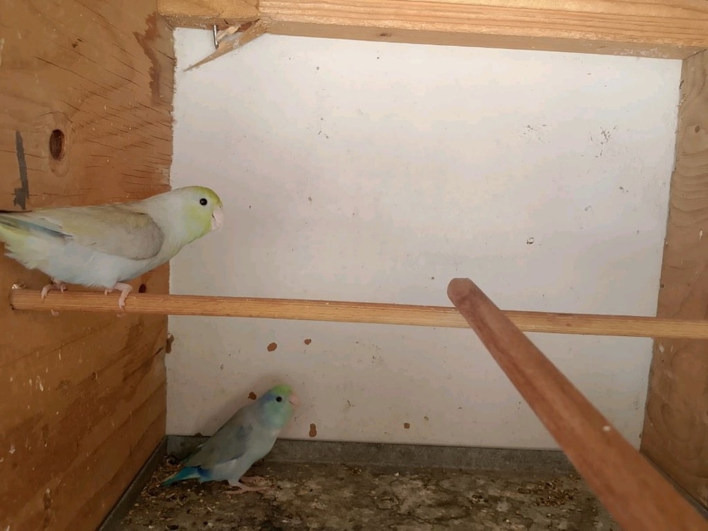Pet malzeme - 7