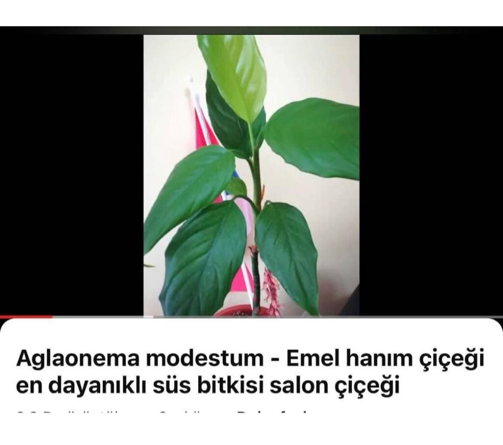 canlı çiçek - 3