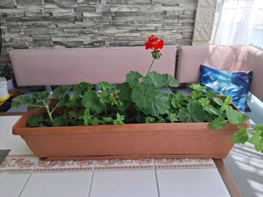 Karışık çiçekler - 2