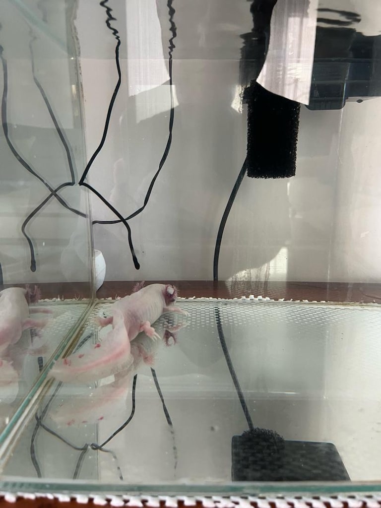 Akvaryum ve aksolot - 4