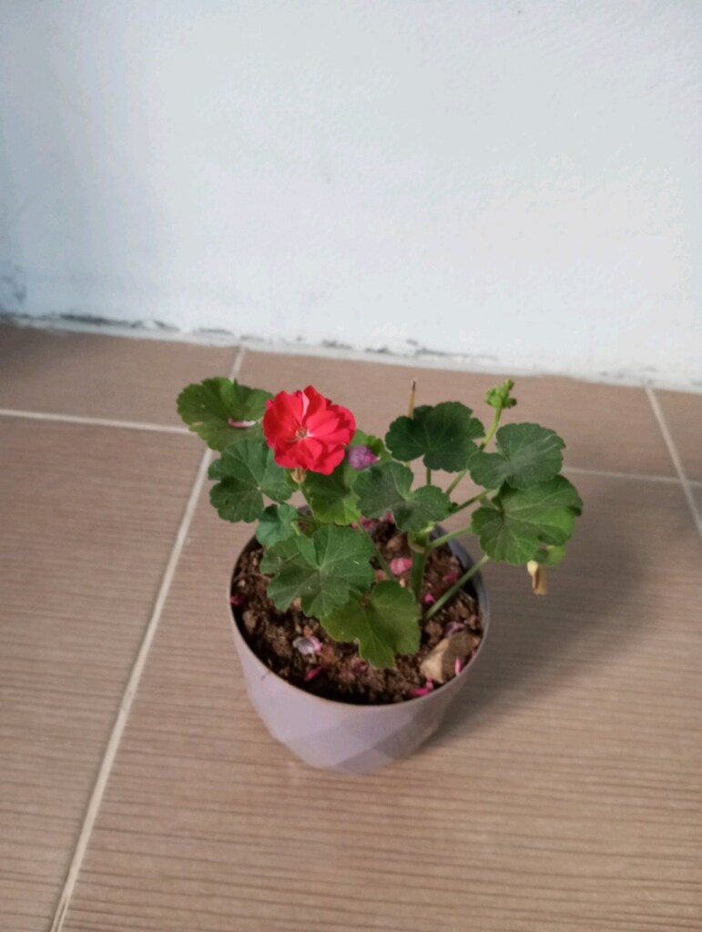 çiçek - 2