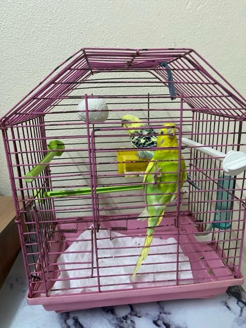 dişi ve erkek