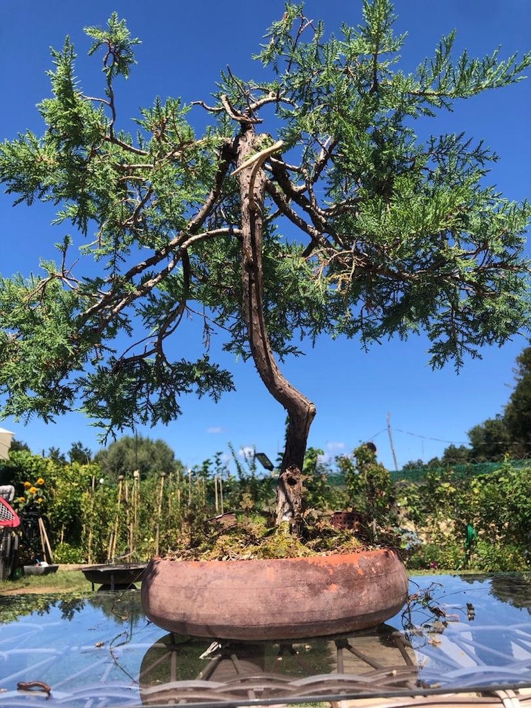 Bonsai Bitkisi - 4