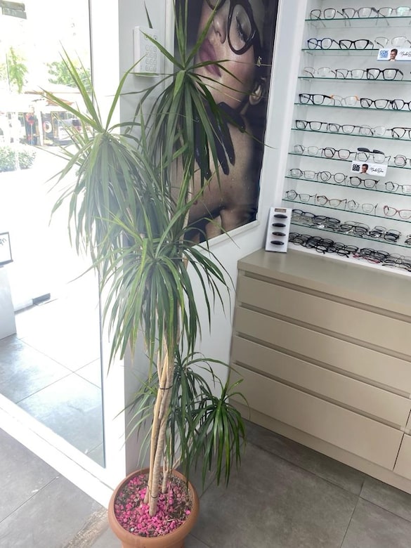salon saksı - 5