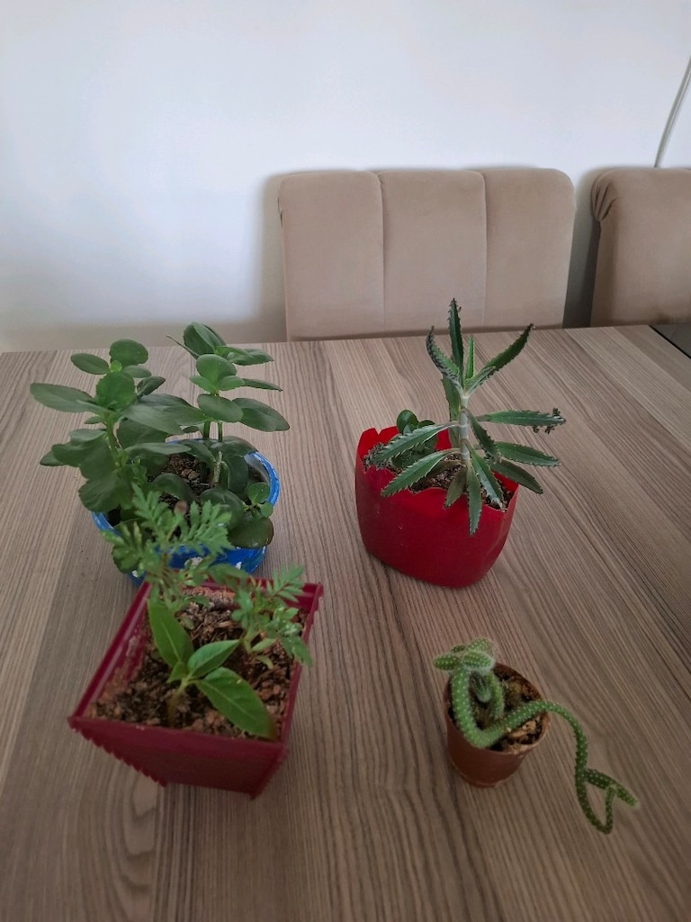 4 farklı canlı çiçek 100₺ - 10