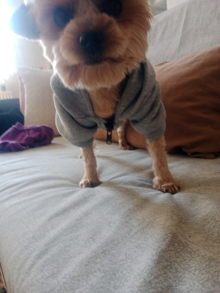 köpek giyisisi S beden - 9