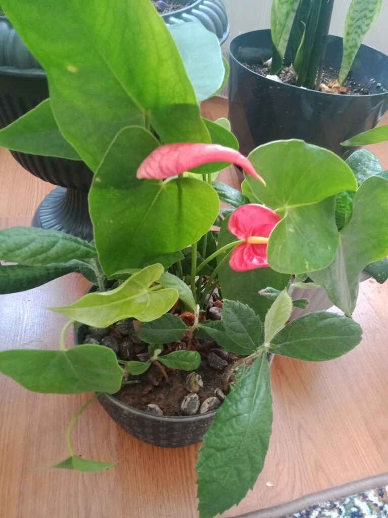 artoryum flamingo çiçeği - 3