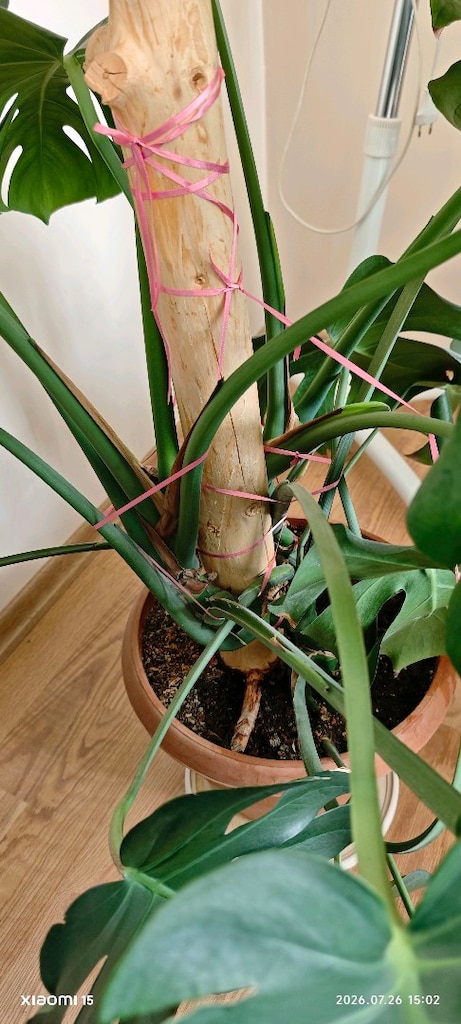 monstera deve tabanı yetişkin 50cm yaprak boy - 3