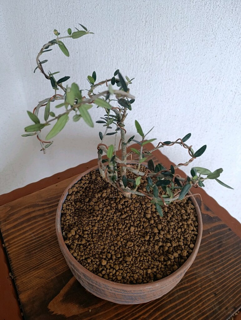 bonsai - 2
