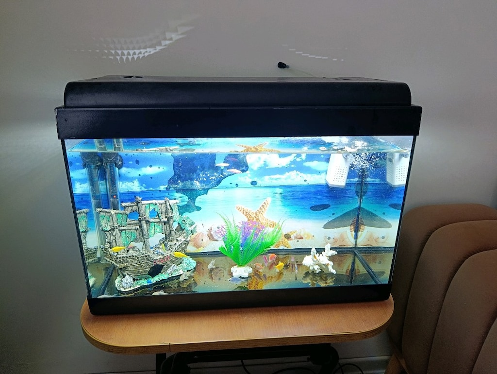 Akvaryum Baliklar ve Tüm aksesuarları - 3