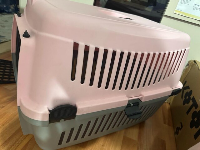 Köpek Box