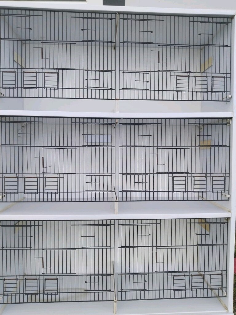 muhabbet kuşu kanarya kafesi bit pire yapmazyıkanabilir. - 7