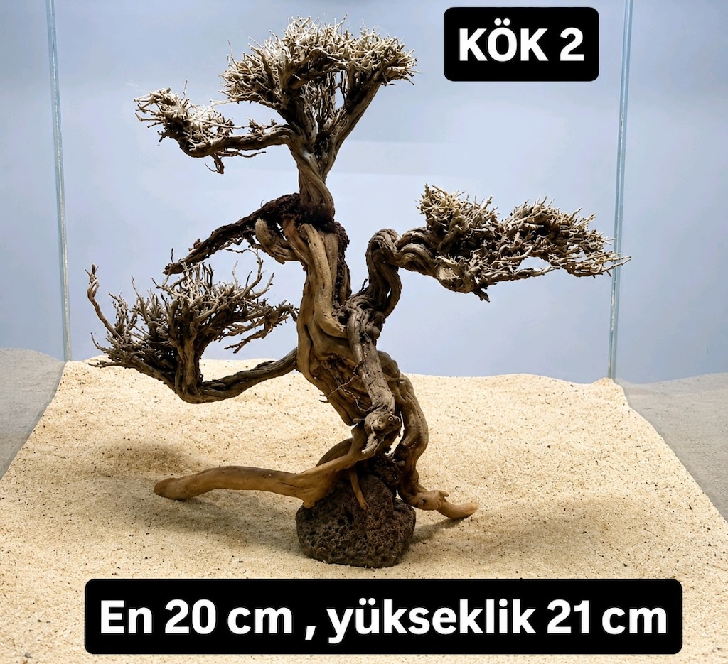 Moss ağaç çeşitleri - 12