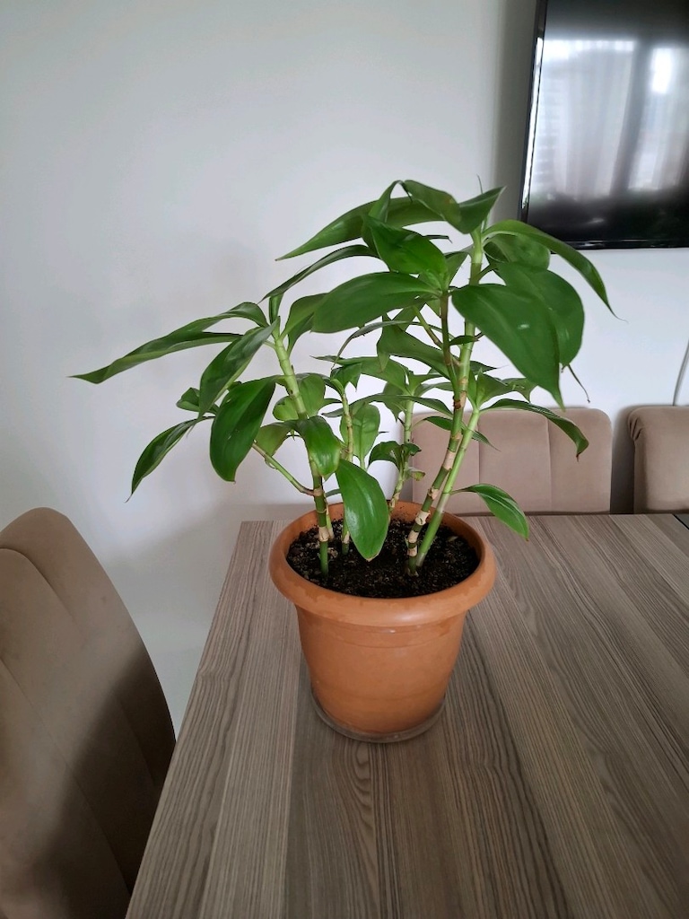 Yeşil Saksı Bitkisi - 5