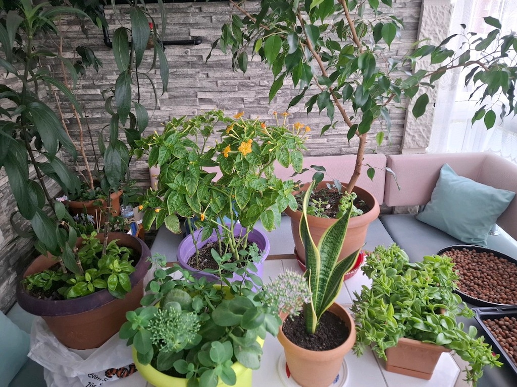 Toplu çiçekler ( 6 tane) - 3