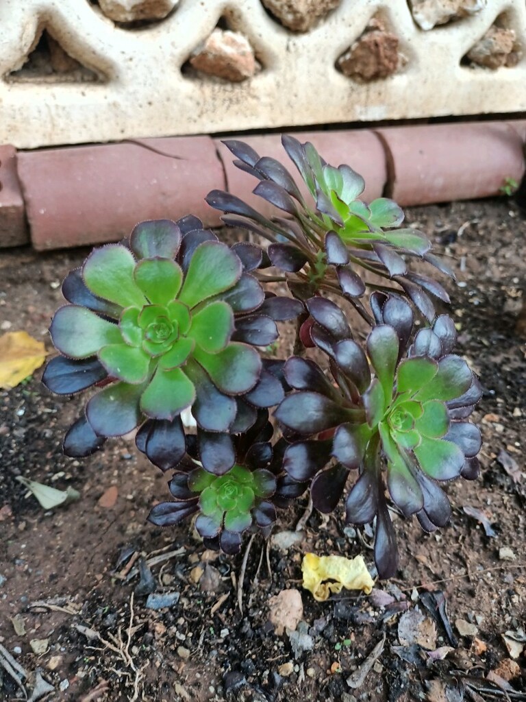 ZEBRA KAKTÜS (Bu fiyatlara çiçek bulamazsınız) - 18