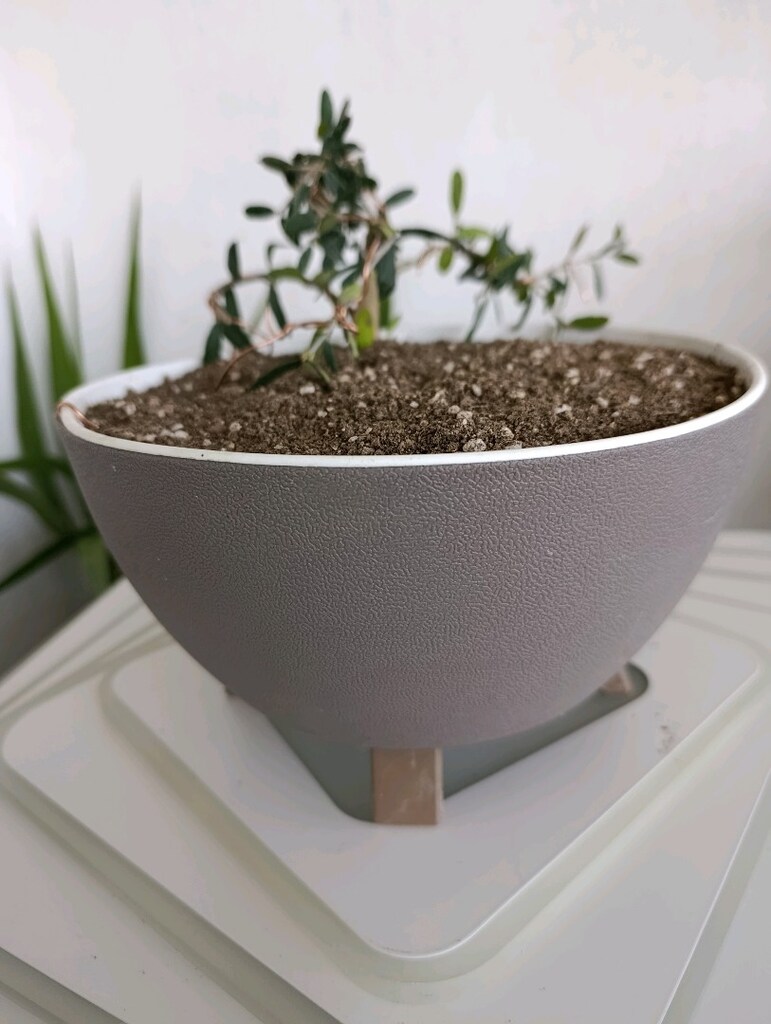 bonsai - 6