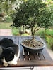 Bonsai Ağacı şimşir - 7