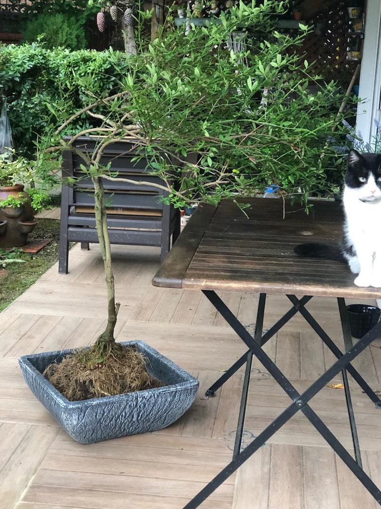 Sarı Yasemin Bitkisi Bonsai Formunda - 4