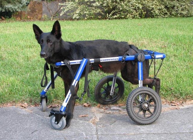 Köpek Yürüteç