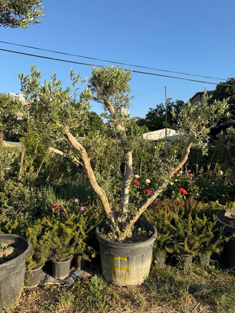 zeytin ağacı - 2
