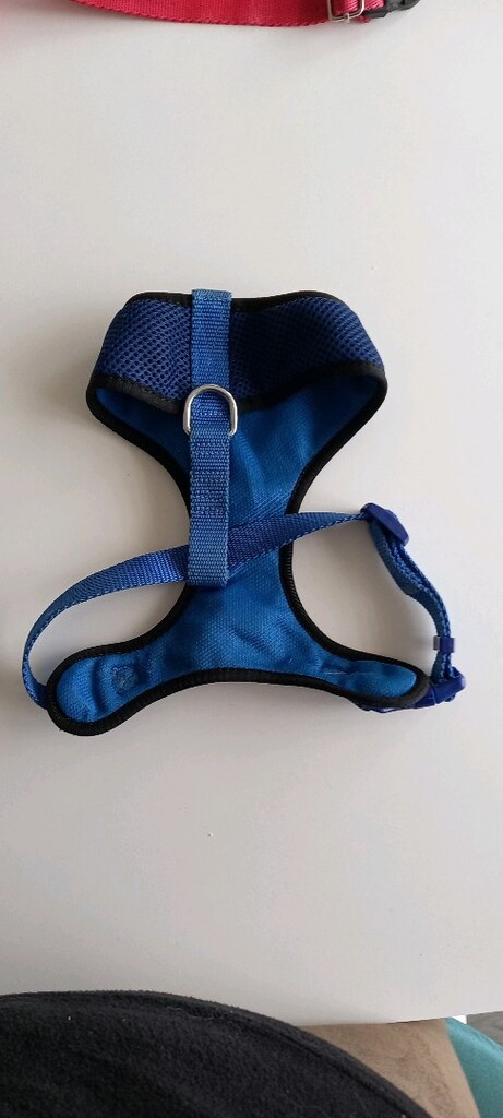 köpek tasmasi - 2