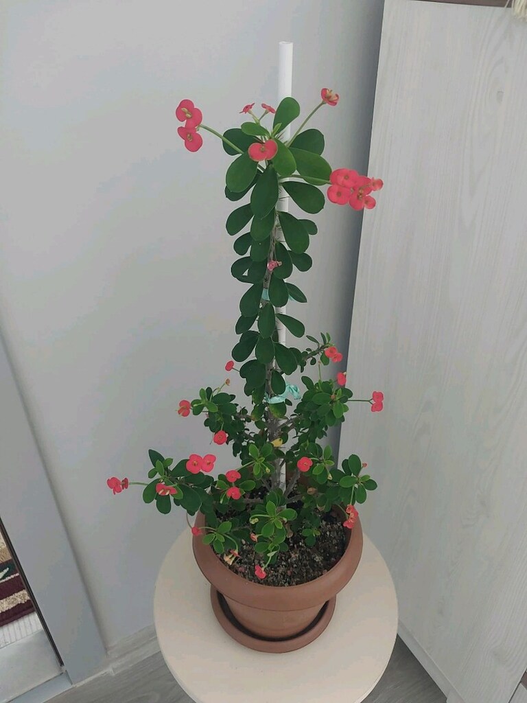 Dikenler Tacı Çiçeği - 9