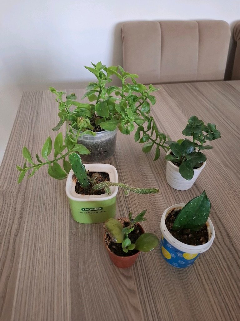 mini kaplarda 5 farklı çiçek 100₺ - 3