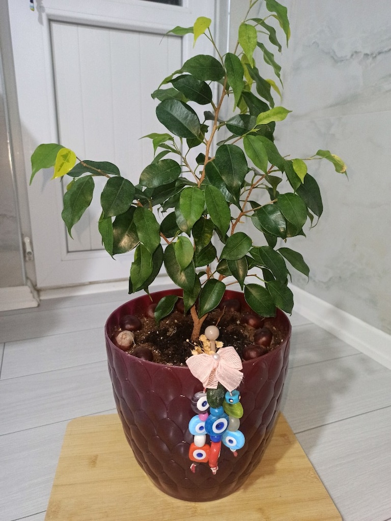BENJAMİN ÇİÇEĞİ - letgo'dan Sıfırından Uygun Fiyata Al