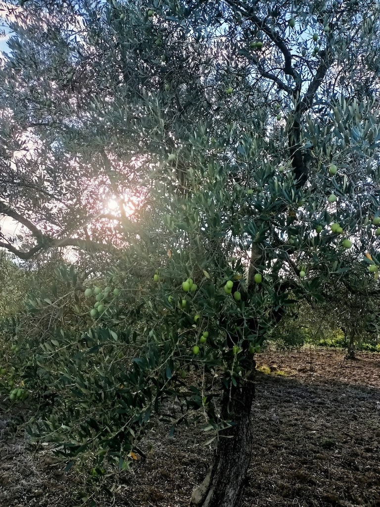 yıllanmış zeytin ağaçları satılık - 4