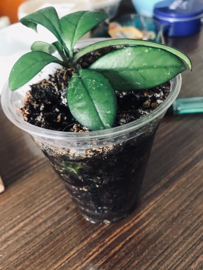 Hoya craspetiolata çiçek görseli alıntıdır - 7
