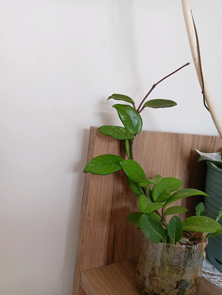 mum ciçegi - 3