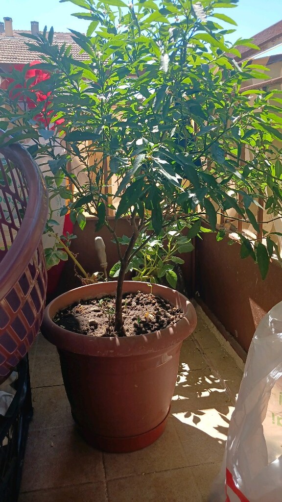 ev balkon çiçekleri - 8