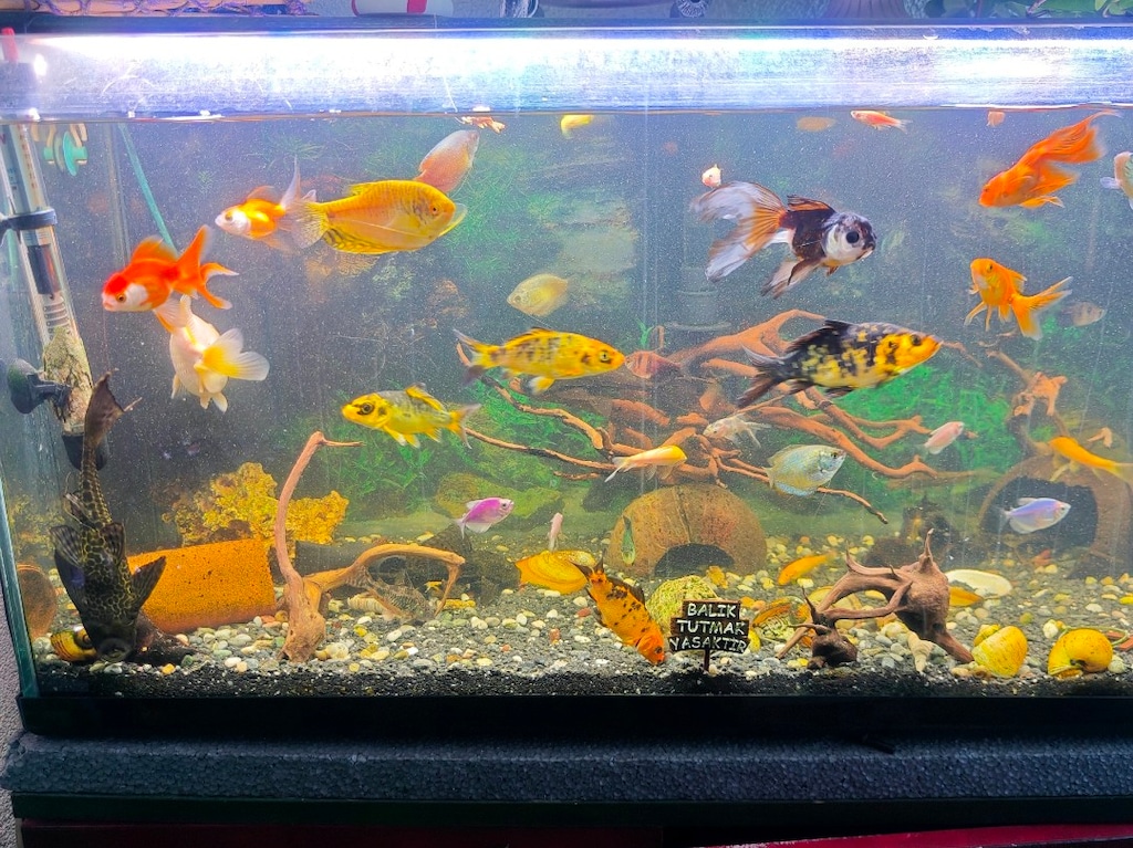 Çeşitli boyutlarda japon, Tetra ve zebra türleri - 6