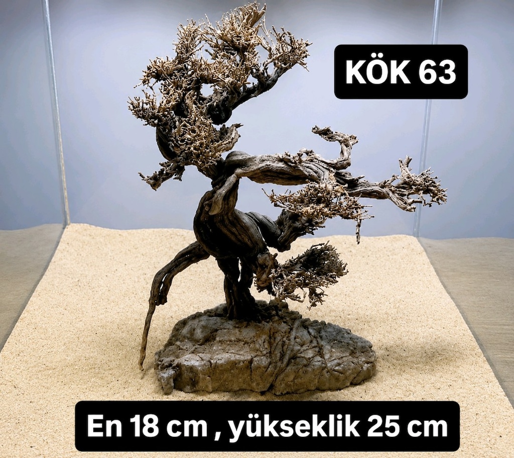 Moss ağaç çeşitleri - 9