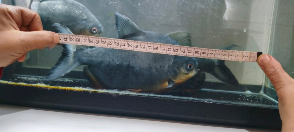KOMPLE SATILIK AKVARYUM - 12