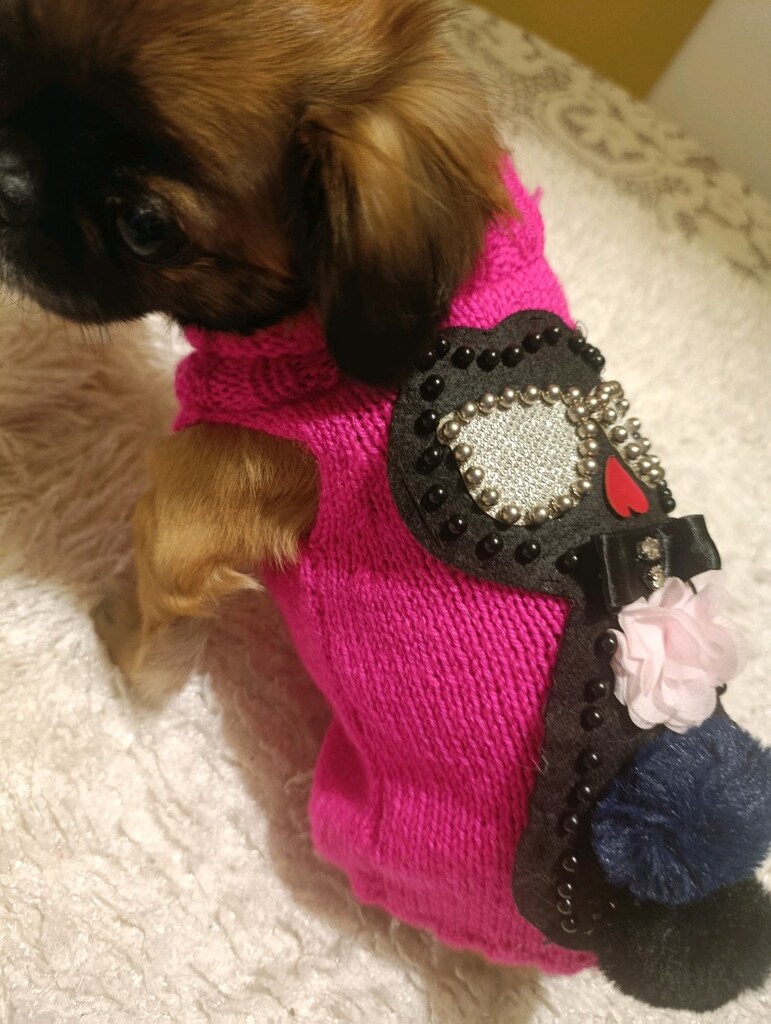 kedi köpek kazak - 10