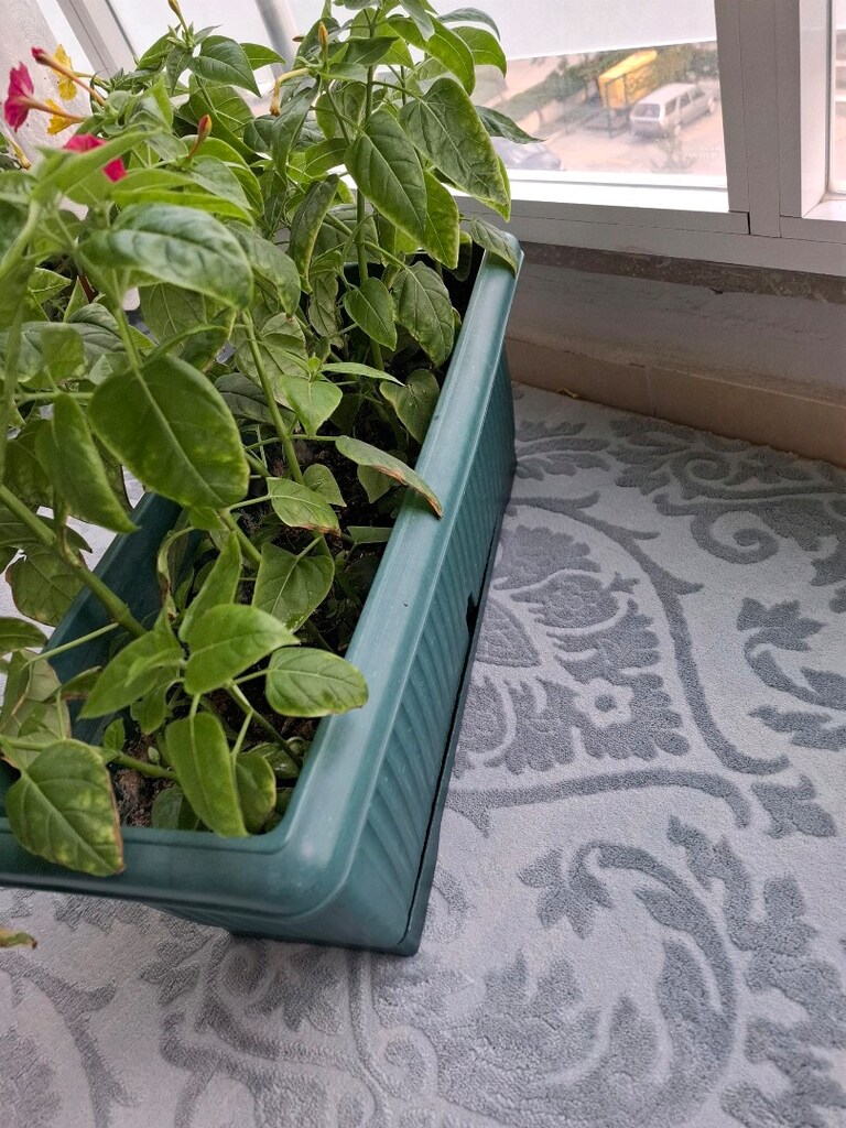 canlı çiçek akşam sefası - 11