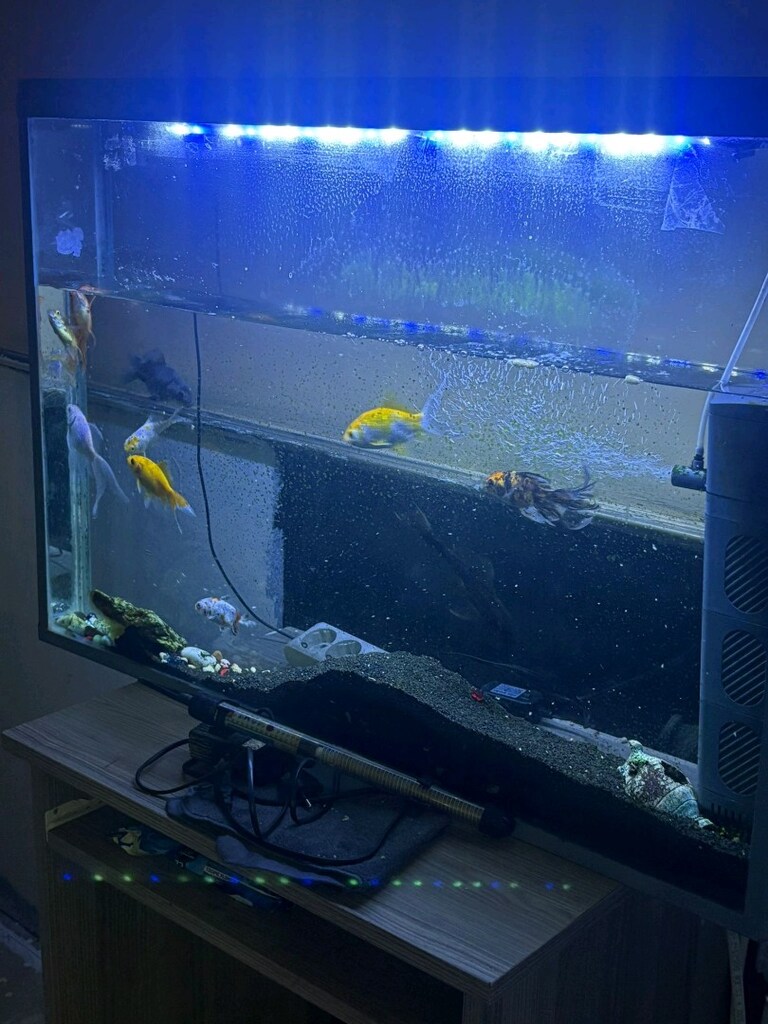 akvaryum acil satılık - 2