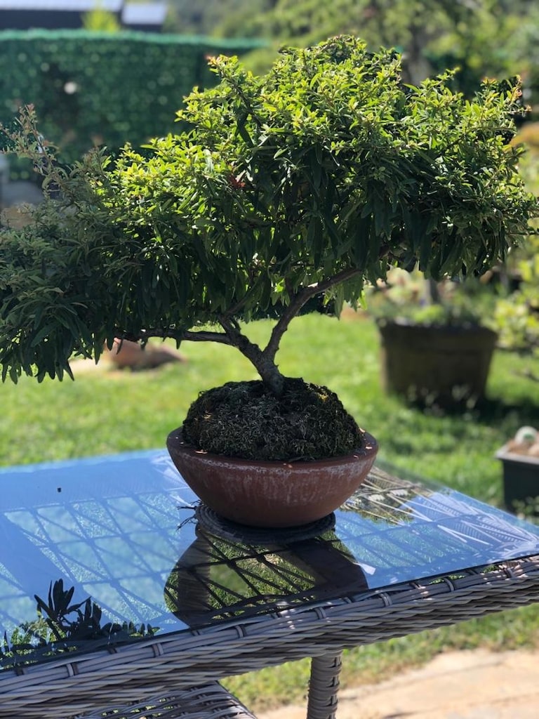 Bonsai Bitkisi - 6