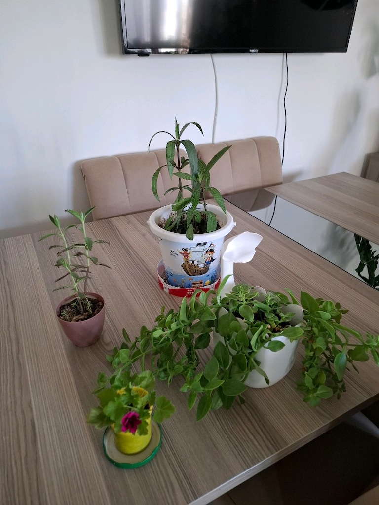 Canlı çiçekler ( hepsi 350₺ ) - 2