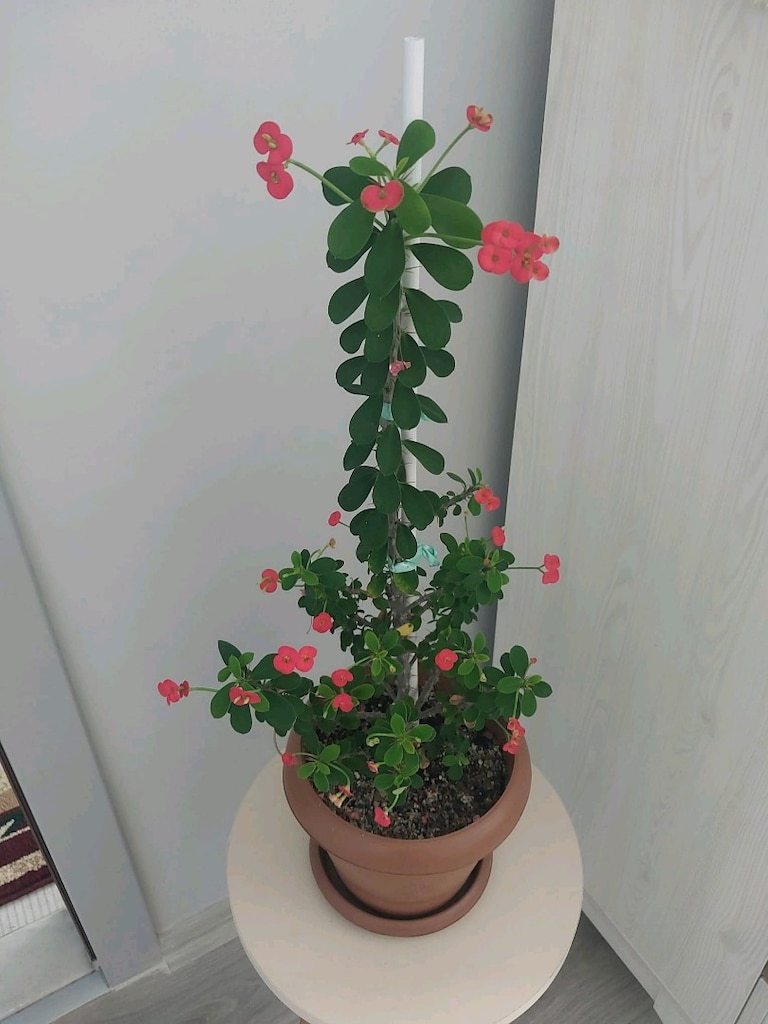 Dikenler Tacı Çiçeği - 6
