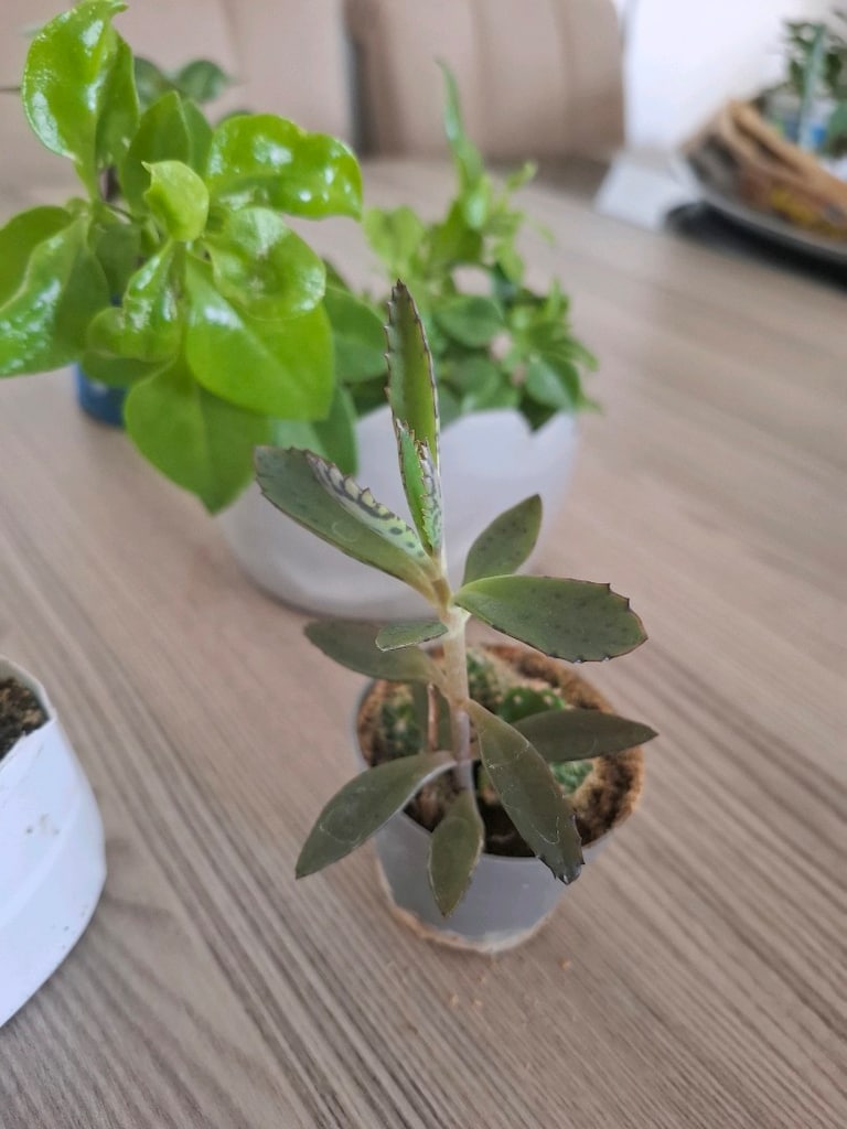 Hepsi 100₺ 6 adet canlı çiçek - 13