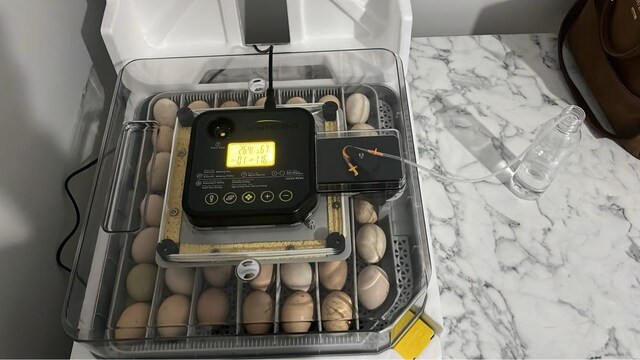 48 Li kuluçka makinası