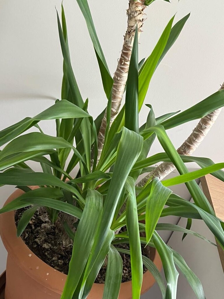 Canlı bitki / yuka - yucca bitkisi 6 gözlü - 3