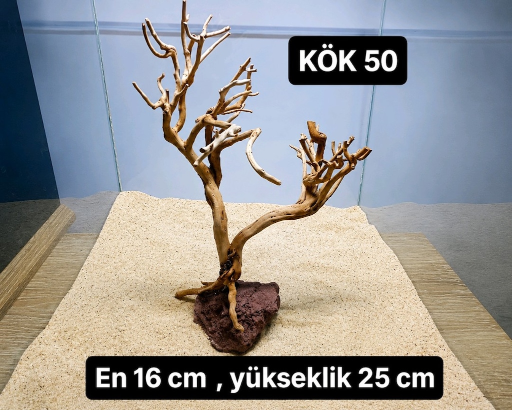 akvaryum kök - 11