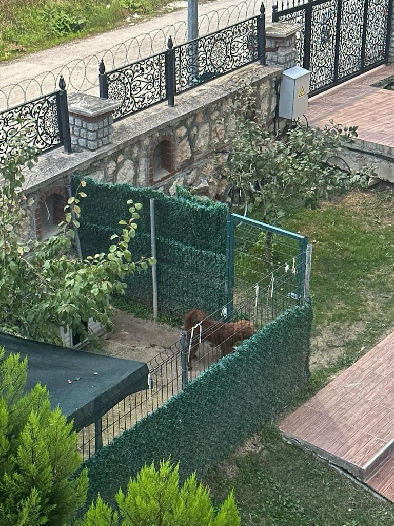 köpek kafesi - 2