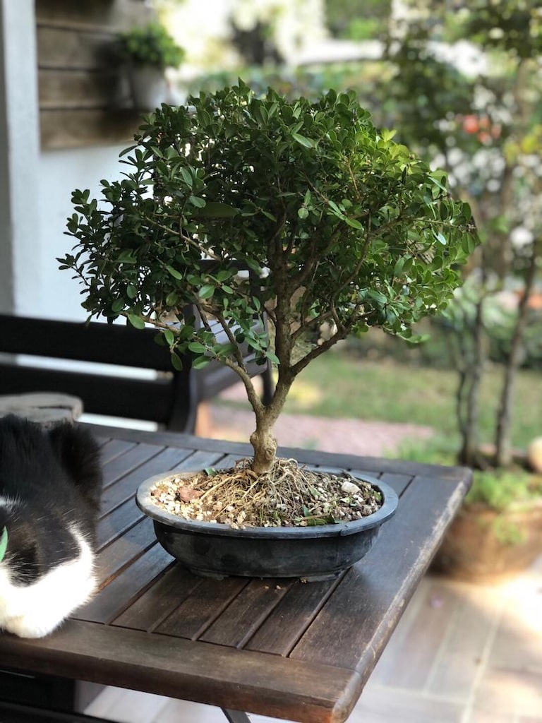 Bonsai Ağacı şimşir - 8