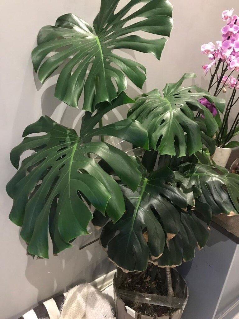 monstera çiçeğı - 2